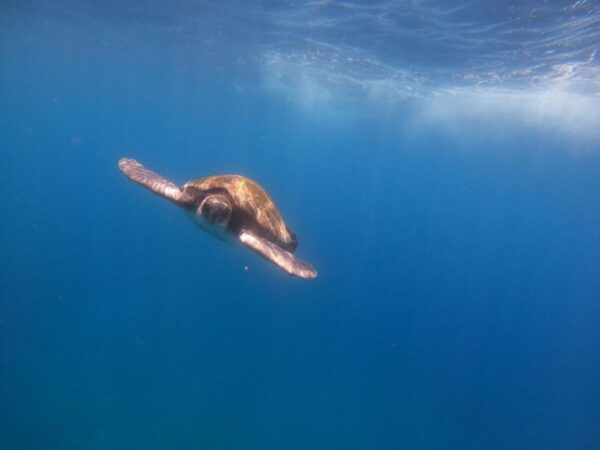 Tenerife: Kayaking Tour With Snorkeling - Customer Reviews