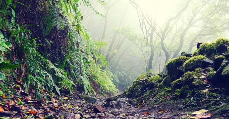 Tenerife: La Laguna & Anaga Hike - Good To Know