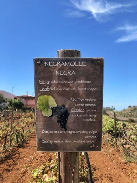 Tenerife: Local Wine Tour & Taste - The Sum Up
