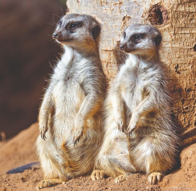 Tenerife: Loro Parque Entry Ticket - Good To Know