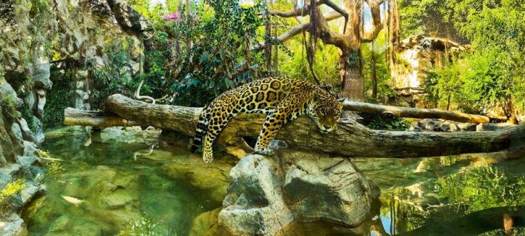 Tenerife: Loro Parque Entry Ticket - Amenities and Services