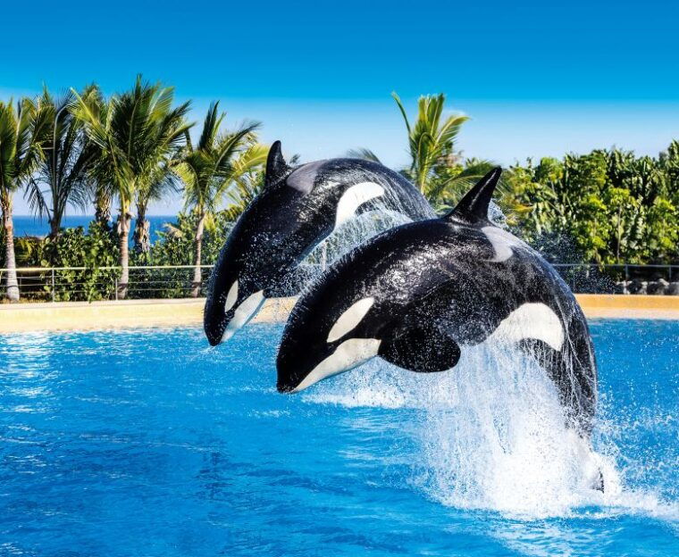 Tenerife: Loro Parque Entry Ticket - Important Information for Visitors