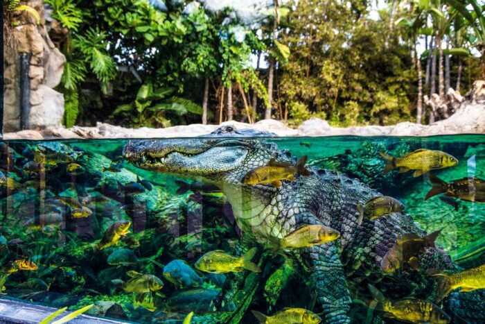 Tenerife: Loro Parque Entry Ticket - Exploring the Diverse Animal Habitats
