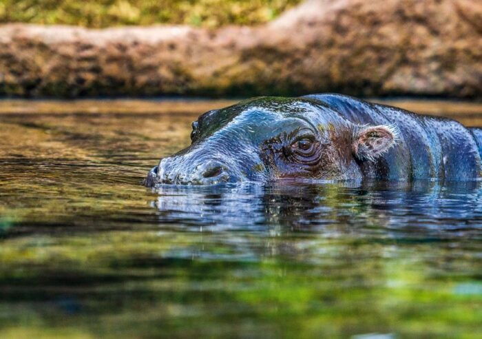 Tenerife: Loro Parque Entry Ticket - Educational Shows and Presentations
