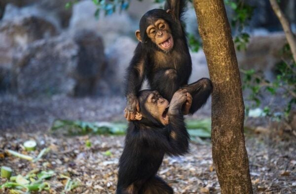 Tenerife: Loro Parque & Siam Park Combined Tickets - Common Questions