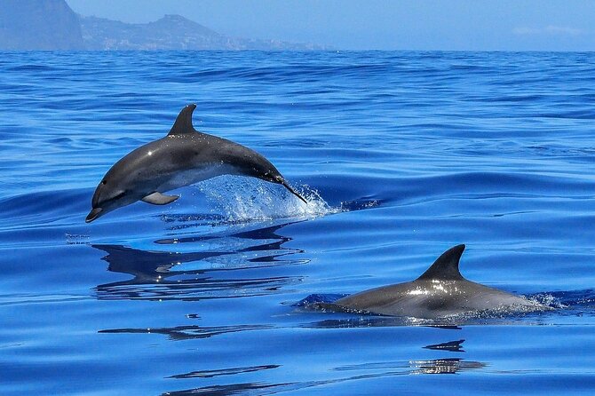 Tenerife Los Cristianos: Whale and Dolphin Eco-Yacht and Swim Stop - Additional Information