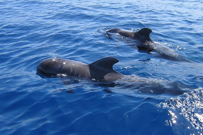 Tenerife Los Cristianos: Whale and Dolphin Eco-Yacht and Swim Stop - Traveler Photos and Reviews