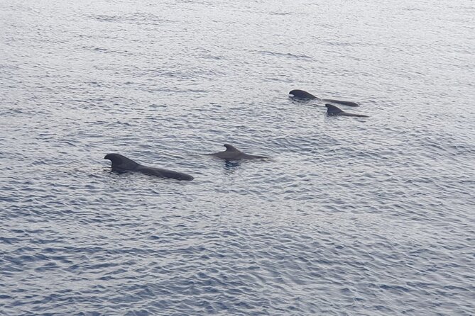 Tenerife Los Cristianos: Whale and Dolphin Eco-Yacht and Swim Stop - No Identical Concepts Found