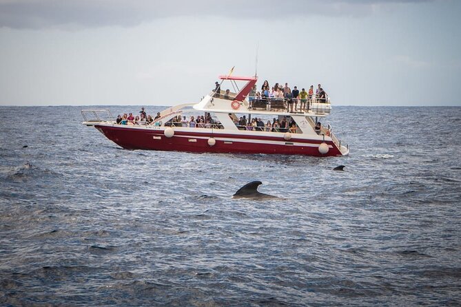 Tenerife Los Cristianos: Whale and Dolphin Eco-Yacht and Swim Stop - Directions