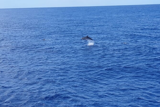 Tenerife Los Cristianos: Whale and Dolphin Eco-Yacht and Swim Stop - The Sum Up