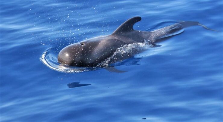 Tenerife: Los Gigantes Whale Watching Cruise by Sail Boat - Activity Details