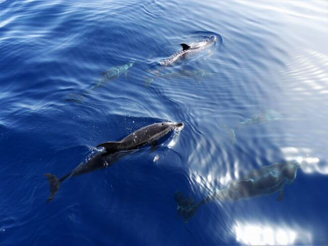 Tenerife: Los Gigantes Whale Watching Cruise by Sail Boat - Live Tour Guide