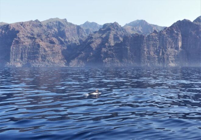 Tenerife: Los Gigantes Whale Watching Cruise by Sail Boat - Review 1