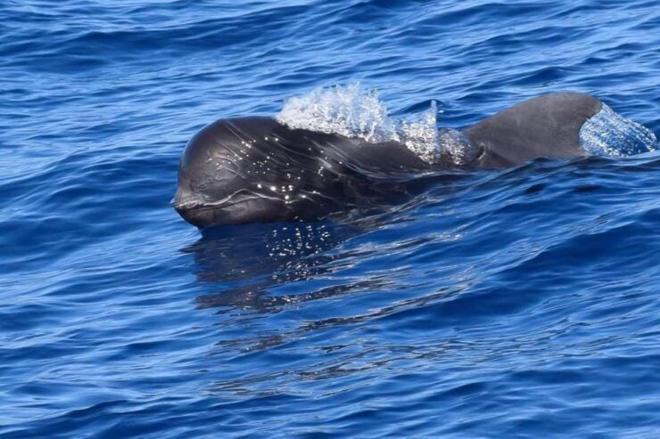 Tenerife: Luxury Private Whale & Dolphin Watching Tour - Booking Details