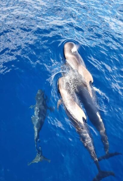 Tenerife: Marine-Life Tour With Transfer, Buffet and Drinks - Catamaran Cruise