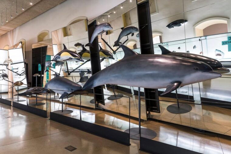 Tenerife: MUNA Museum Admission Ticket and Teide Legend Tour - Teide Legend Tour and Volcanic Wonders
