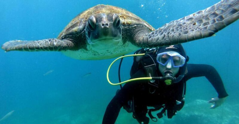 Tenerife: PADI Beginner Scuba Dive in the Turtle Area - Good To Know
