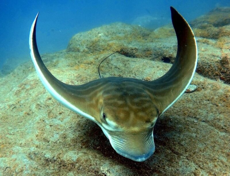 Tenerife: PADI Beginner Scuba Dive in the Turtle Area - The Underwater Environment: Marine Life & Visibility