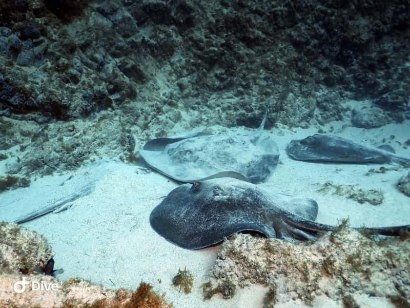 Tenerife: PADI Beginner Scuba Dive in the Turtle Area - The Sum Up: Who Will Love This Experience?