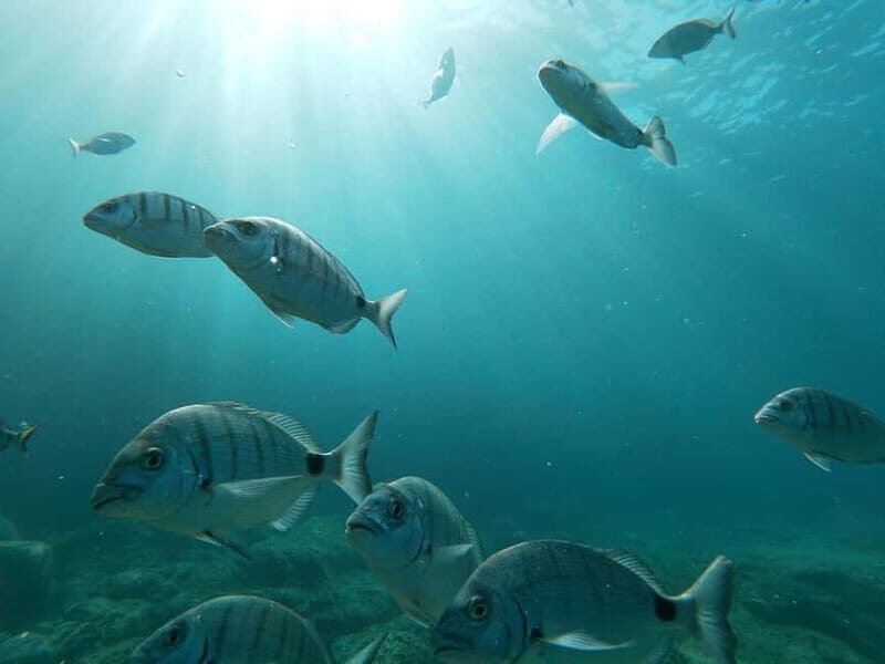 Tenerife: Palm-Mar Double Kayak Rental with Snorkel Gear - In-Depth Look at the Itinerary