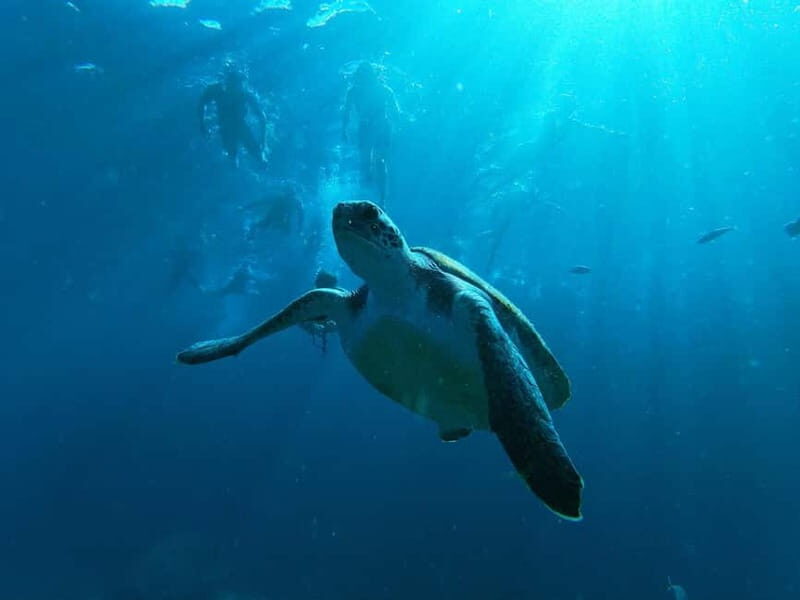 Tenerife: Palm-Mar Double Kayak Rental with Snorkel Gear - Why This Tour Offers Great Value