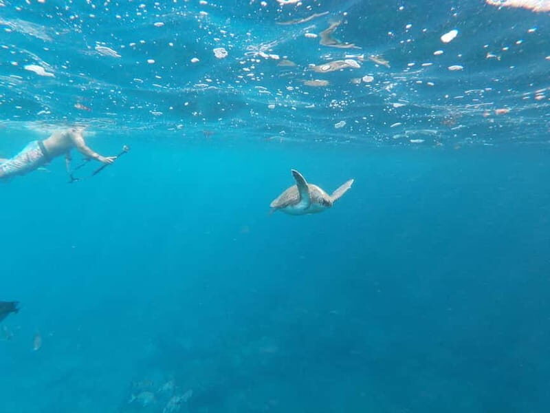 Tenerife: Palm-Mar Double Kayak Rental with Snorkel Gear - Best for: