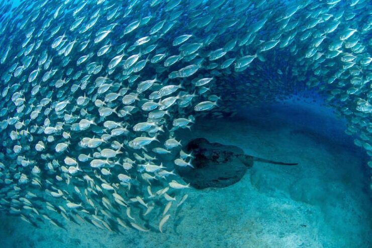 Tenerife: Private Scuba Diving Experience for Every Level - Good To Know