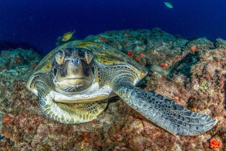 Tenerife: Private Scuba Diving Experience for Every Level - Scuba Diving Experience