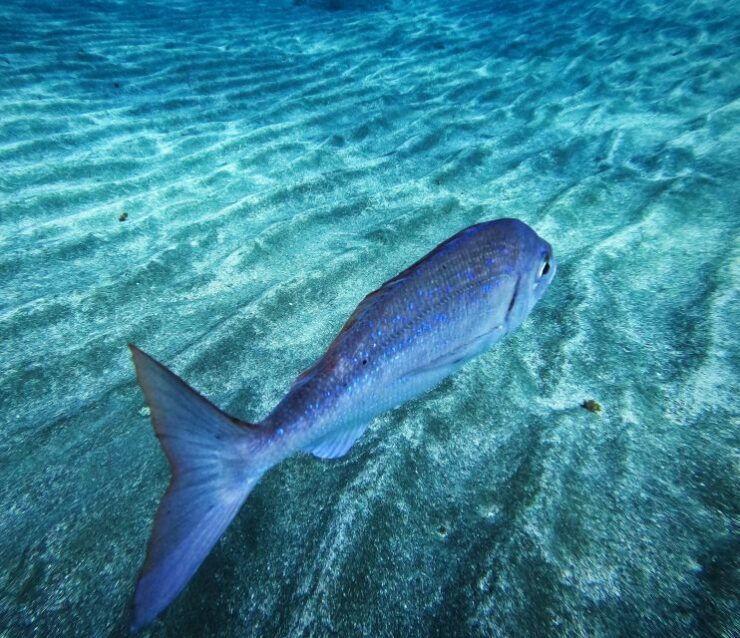 Tenerife: Private Scuba Diving Experience With Photos - Experience Details