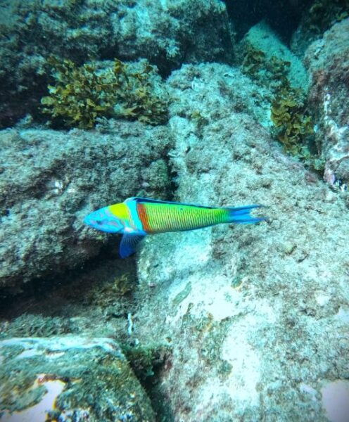 Tenerife: Private Scuba Diving Experience With Photos - Frequently Asked Questions