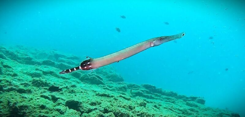 Tenerife: Private Scuba DivingCertified Instructor & Photos - Final Thoughts