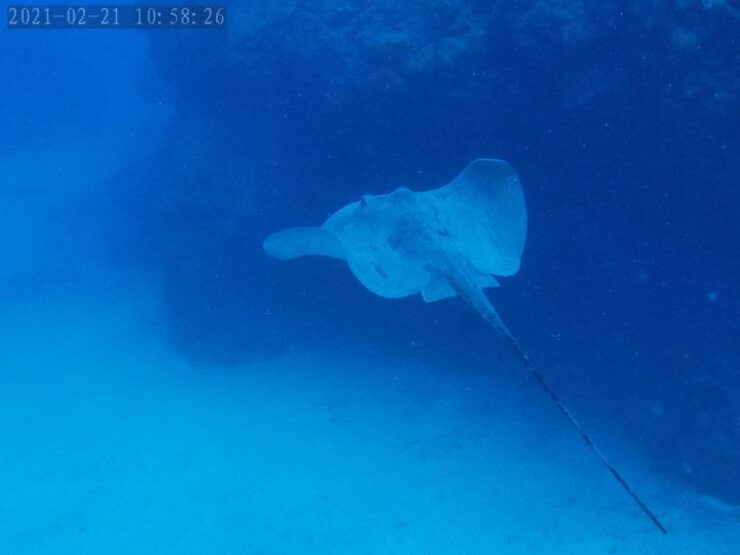 Tenerife: Puerto Colon Certified Scuba Dive by Speed Boat - Good To Know