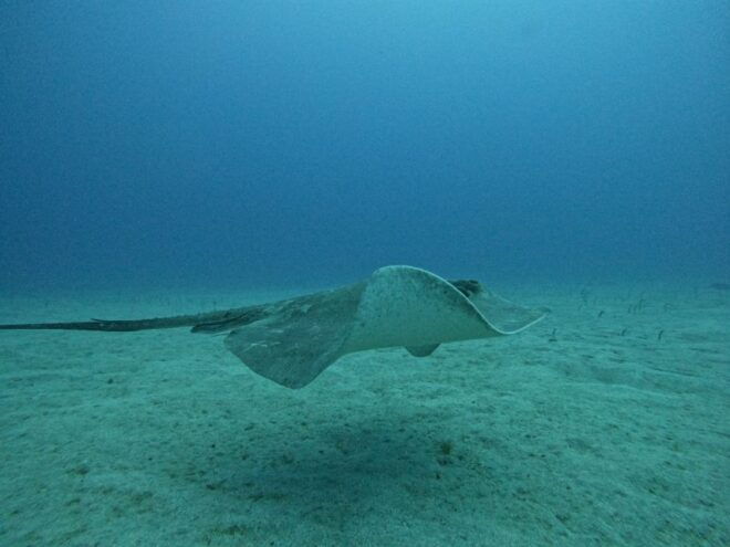 Tenerife: Puerto Colon Certified Scuba Dive by Speed Boat - Important Information