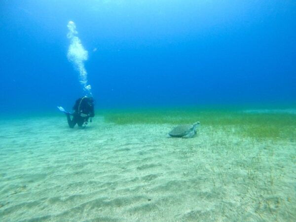 Tenerife: Puerto Colon Certified Scuba Dive by Speed Boat - Frequently Asked Questions