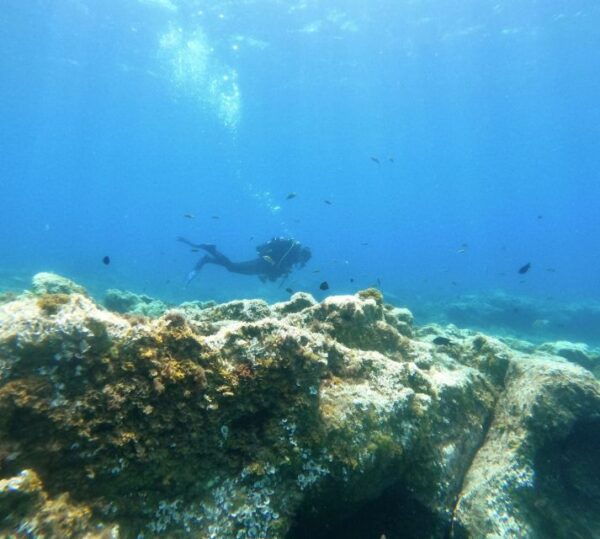 Tenerife: Puerto Colon Certified Scuba Dive by Speed Boat - The Sum Up