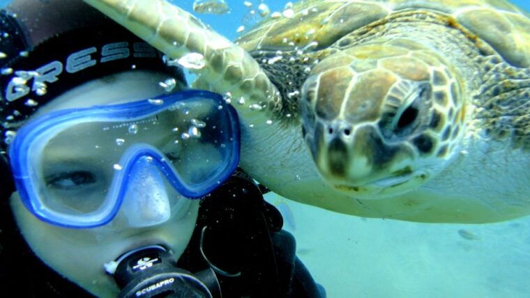 Tenerife: Puerto Colon Discover Scuba Diving Trip - Itinerary and Highlights
