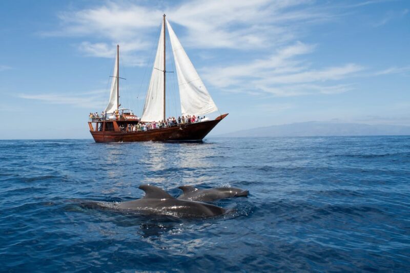 Tenerife: Respectful Whale Watching Pirate Cruise + Swim - What To Expect During the Cruise