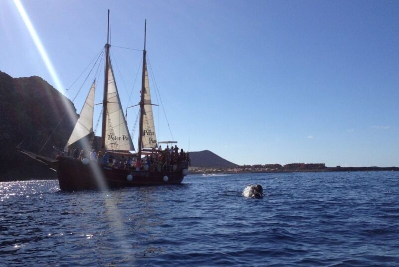 Tenerife: Respectful Whale Watching Pirate Cruise + Swim - The Return & Q&A