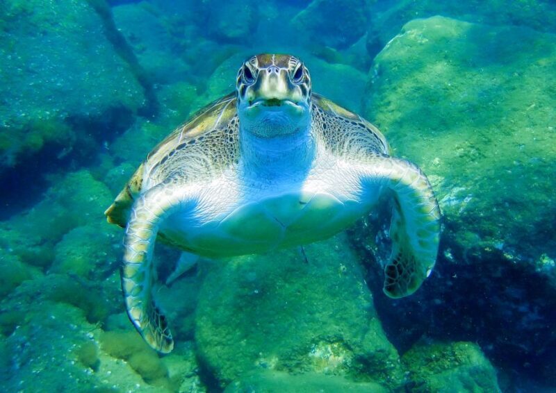 Tenerife: Sailboat Tour Whale Watching Food and Snorkeling - FAQ