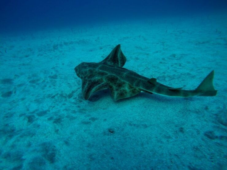 Tenerife: Scuba Diving for Certified Divers in Puerto Colon - Good To Know