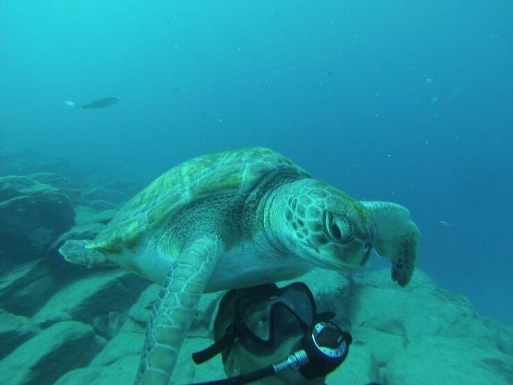 Tenerife: Scuba Diving for Certified Divers in Puerto Colon - Activity Overview