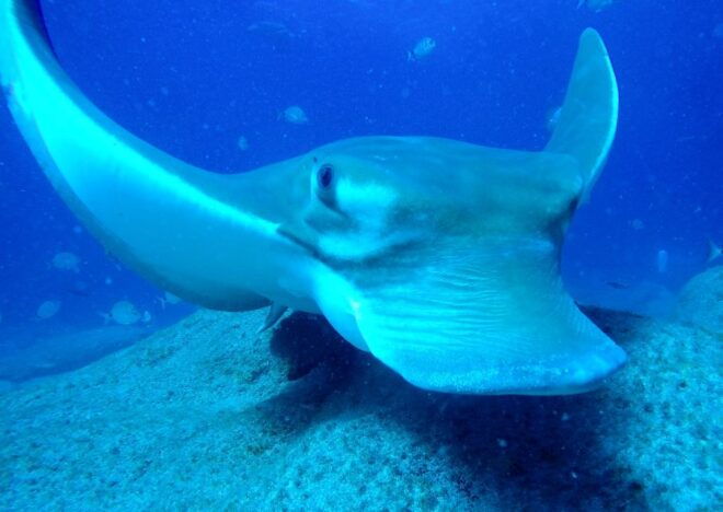 Tenerife: Scuba Diving for Certified Divers in Puerto Colon - Booking Policies