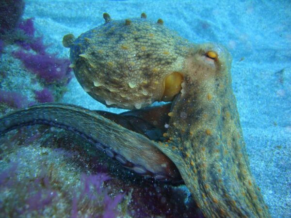 Tenerife: Scuba Diving for Certified Divers in Puerto Colon - Included Equipment and Dive Sites