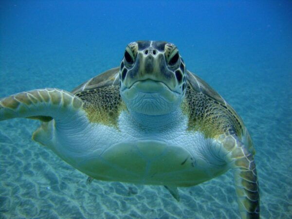 Tenerife: Scuba Diving for Certified Divers in Puerto Colon - Logistics and Meeting Point