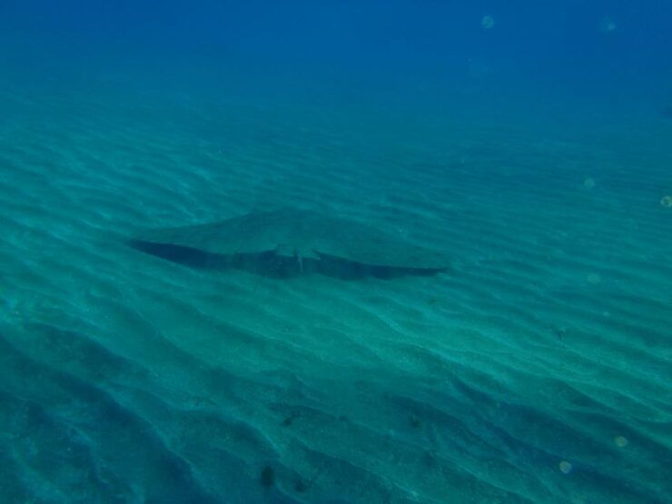 Tenerife Scuba Diving for Certified Divers - Equipment Rental Options