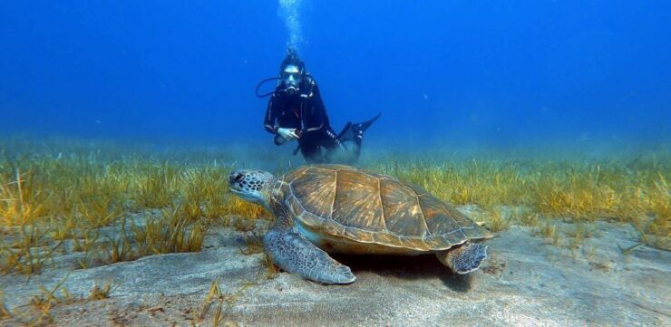 Tenerife: Scuba Diving Lesson and Abades Protected Area Dive - Experience Highlights