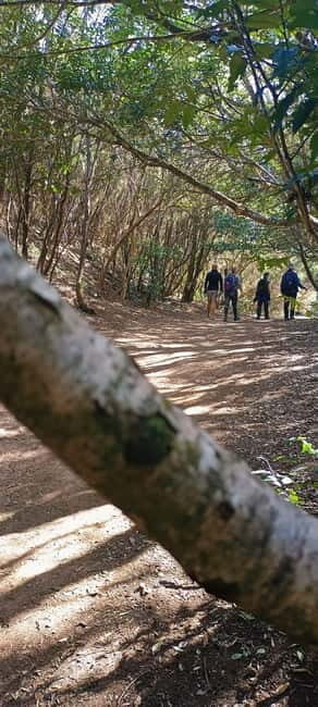 Tenerife: Senderismo Anaga, Bosque Mágico, Reserva Biosfera - Exploring the Anaga Forest: A Walk Through Natural Wonder