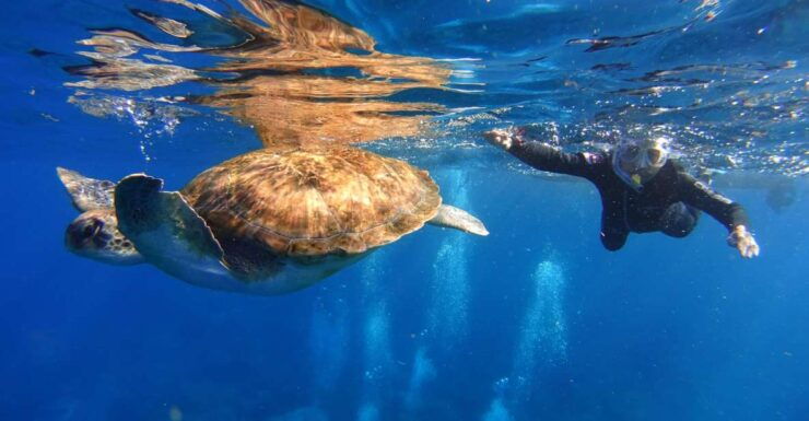 Tenerife: Snorkel With Turtles - Activity Details