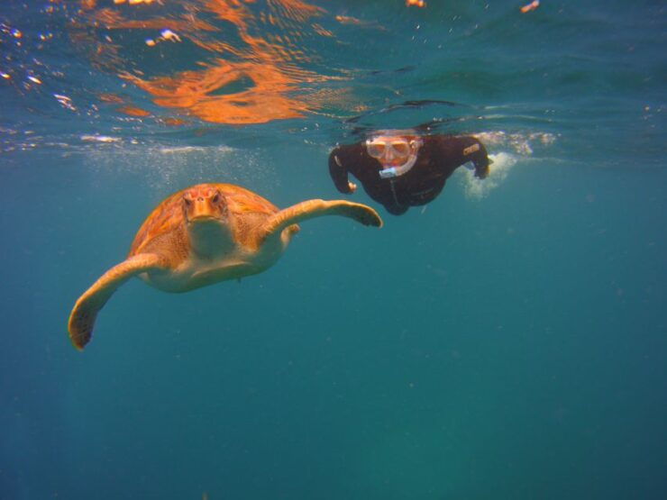 Tenerife: Snorkel With Turtles - Activity Highlights