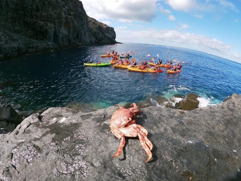 Tenerife: Snorkeling and Kayaking With Marine Life in Palm Mar - Exploring Cliffs, Coves, and the Exclusive Bay